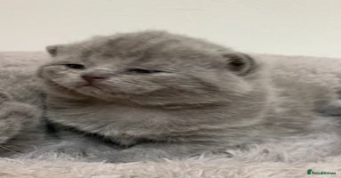 British Shorthair cats - Advert 3