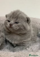 British Shorthair cats - Advert 11
