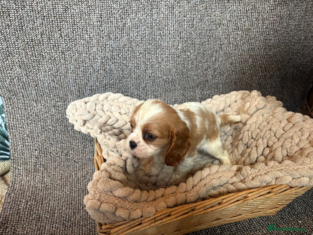 Cavalier King Charles Spaniel dogs for sale: Cavalier King Charles Puppys   - Advert 12