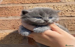 British Shorthair cats for stud: PROVEN! HEALTH TESTED! Stud (07818866006) in Holywell - Image 6