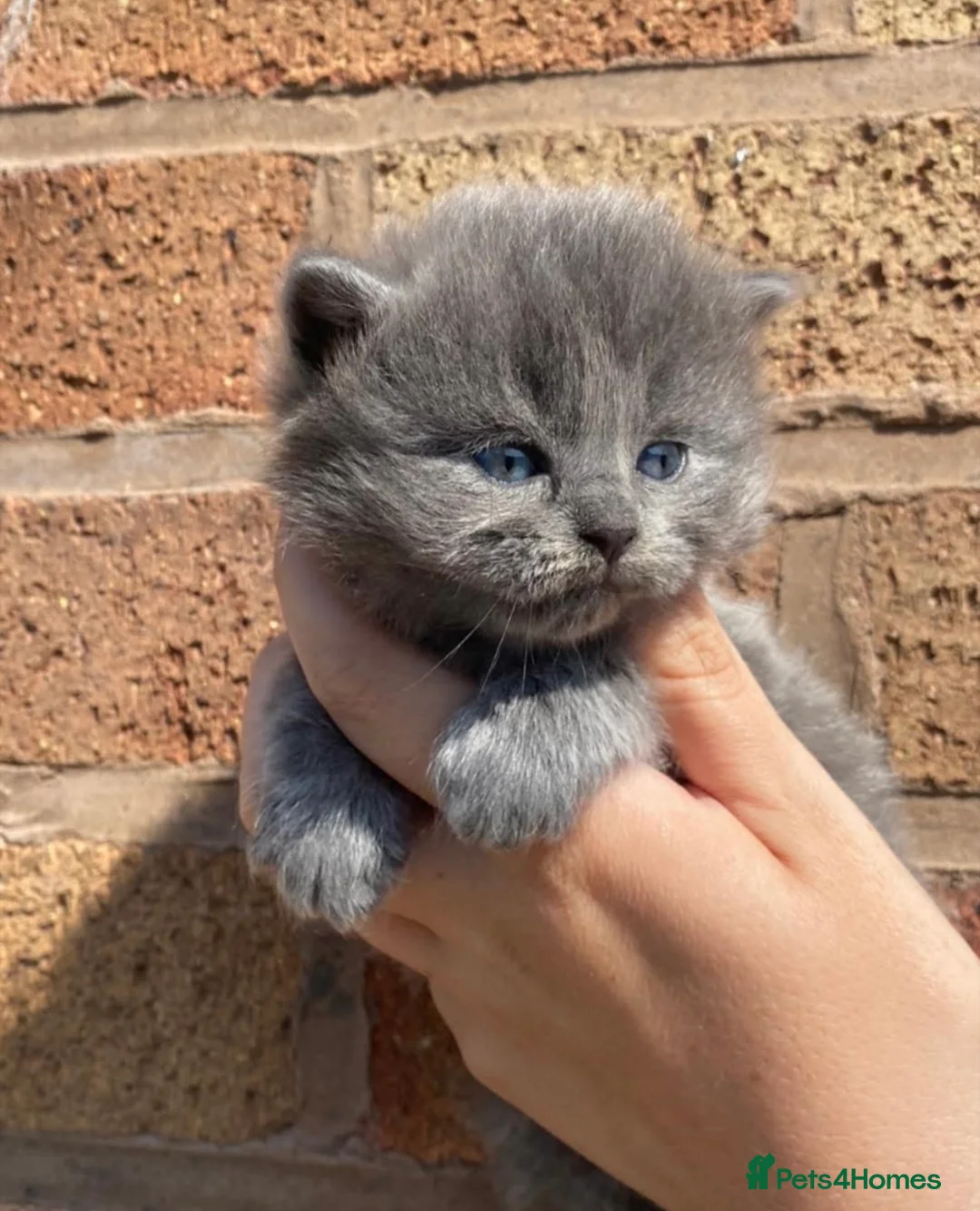 British Shorthair cats for stud: PROVEN! HEALTH TESTED! Stud  ** ) in Holywell - Advert 8