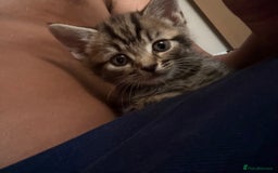 Mixed Breed cats for sale: Beautiful kitten  - Image 3