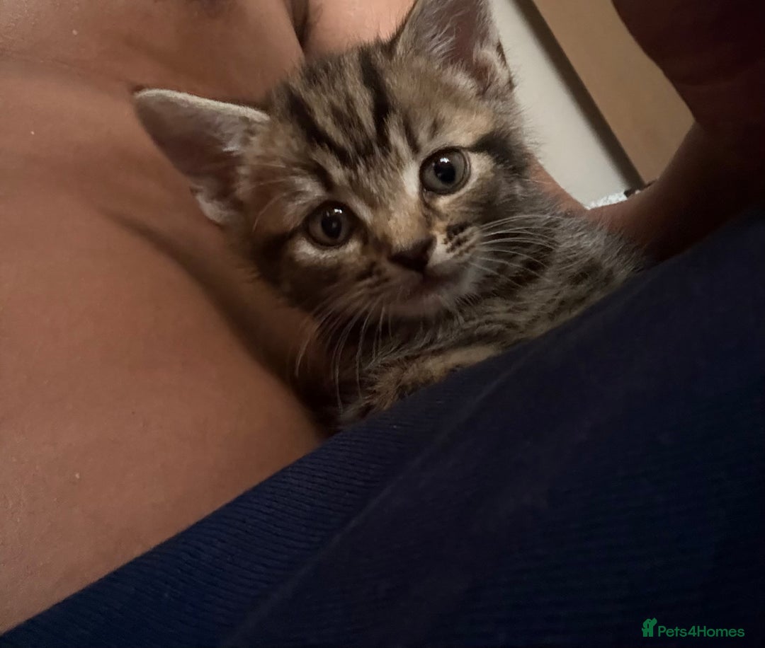 Mixed Breed cats for sale: Beautiful kitten  - Image 3