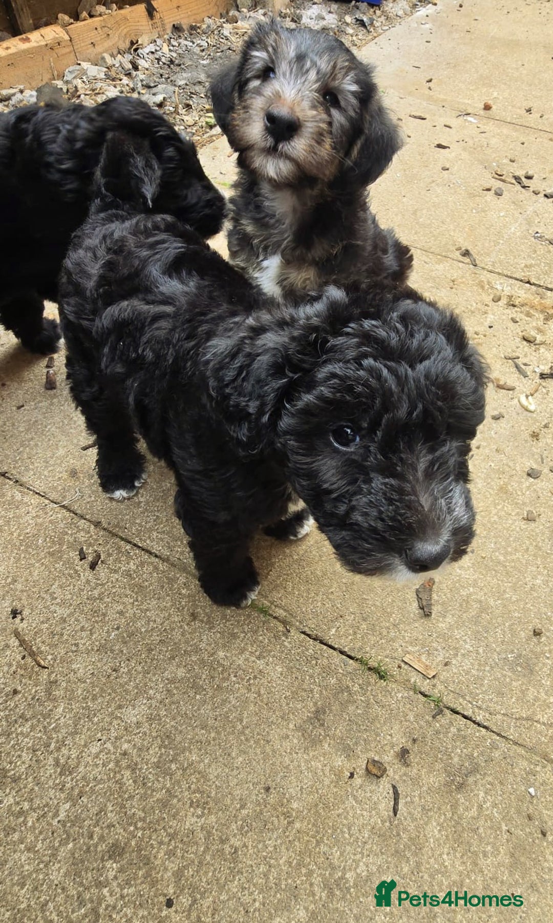 Mixed Breed dogs for sale: Fox Terrier × Australian Labradoodle Pups Sale - Image 19