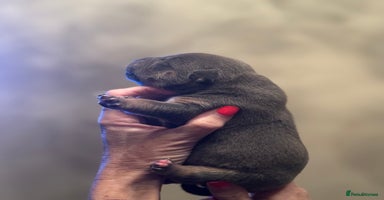 American Bully dogs - Advert 5