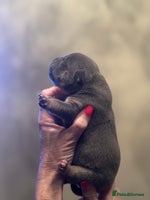 American Bully dogs - Advert 5