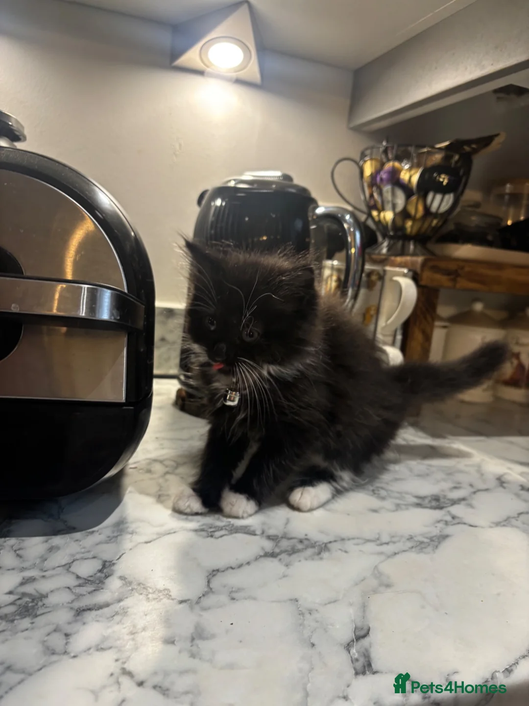 British Longhair cats for sale: 2 black and white fluffy kittens  - Advert 4