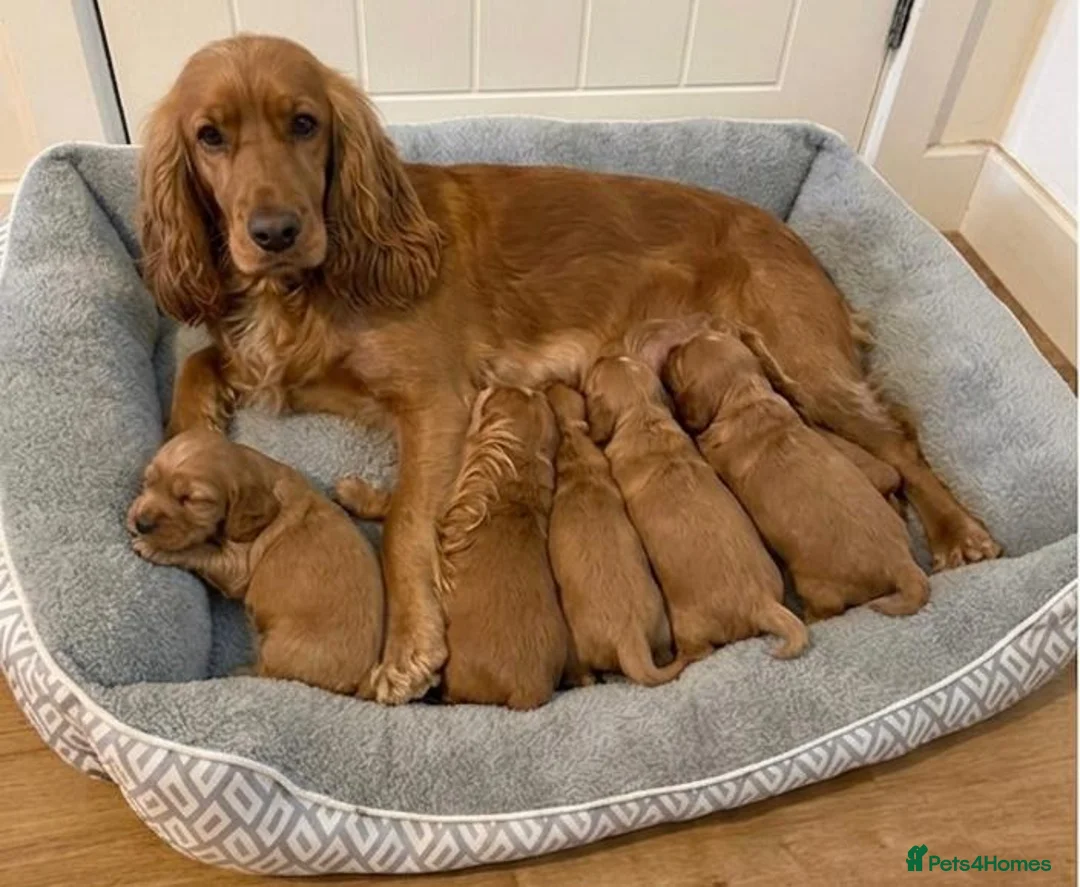 Cocker Spaniel dogs for sale: Cocker Spaniel Puppies  - Advert 6