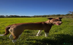 Mixed Breed dogs for sale: Mixed breed- free to a good home!! - Image 2