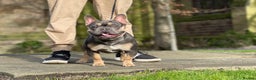 French Bulldog dogs for stud: Best producer known around  in Leigh - Advert 9