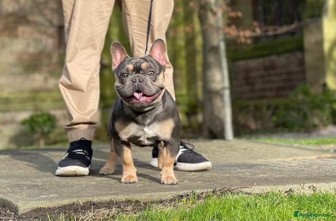 French Bulldog dogs for stud: Best producer known around  in Leigh - Image 9