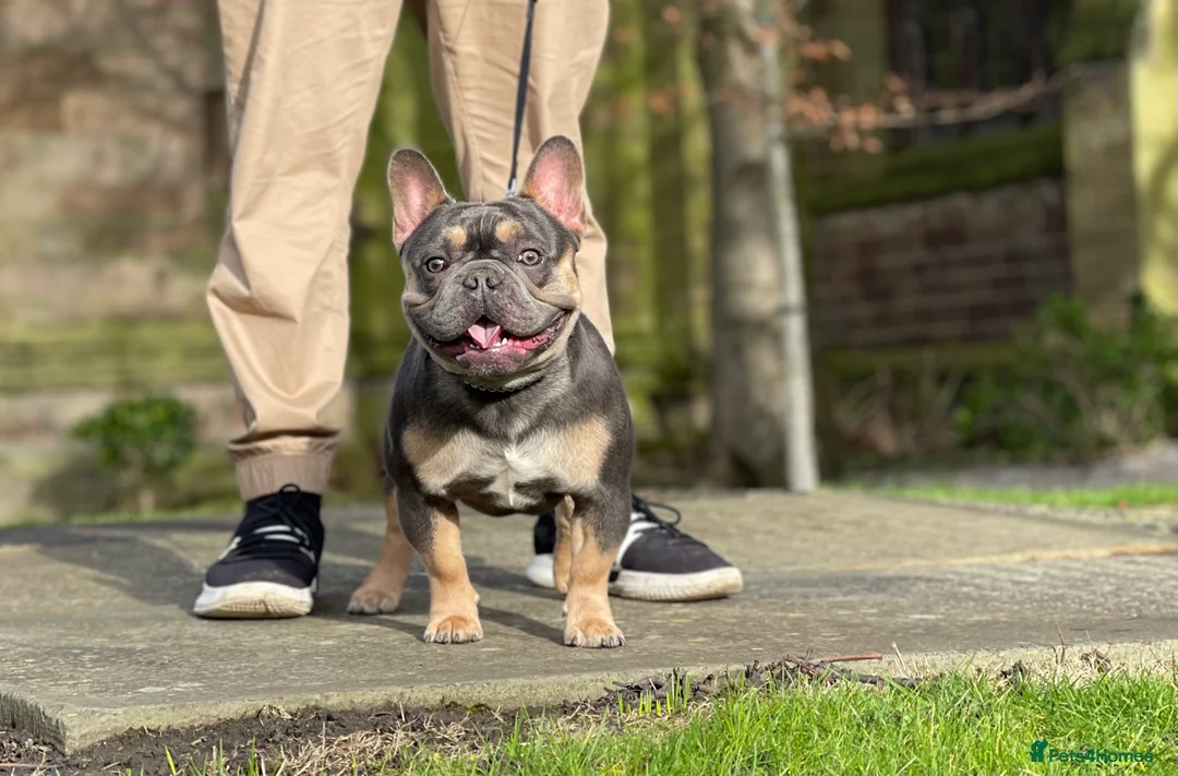 French Bulldog dogs for stud: Best producer known around  in Leigh - Advert 9