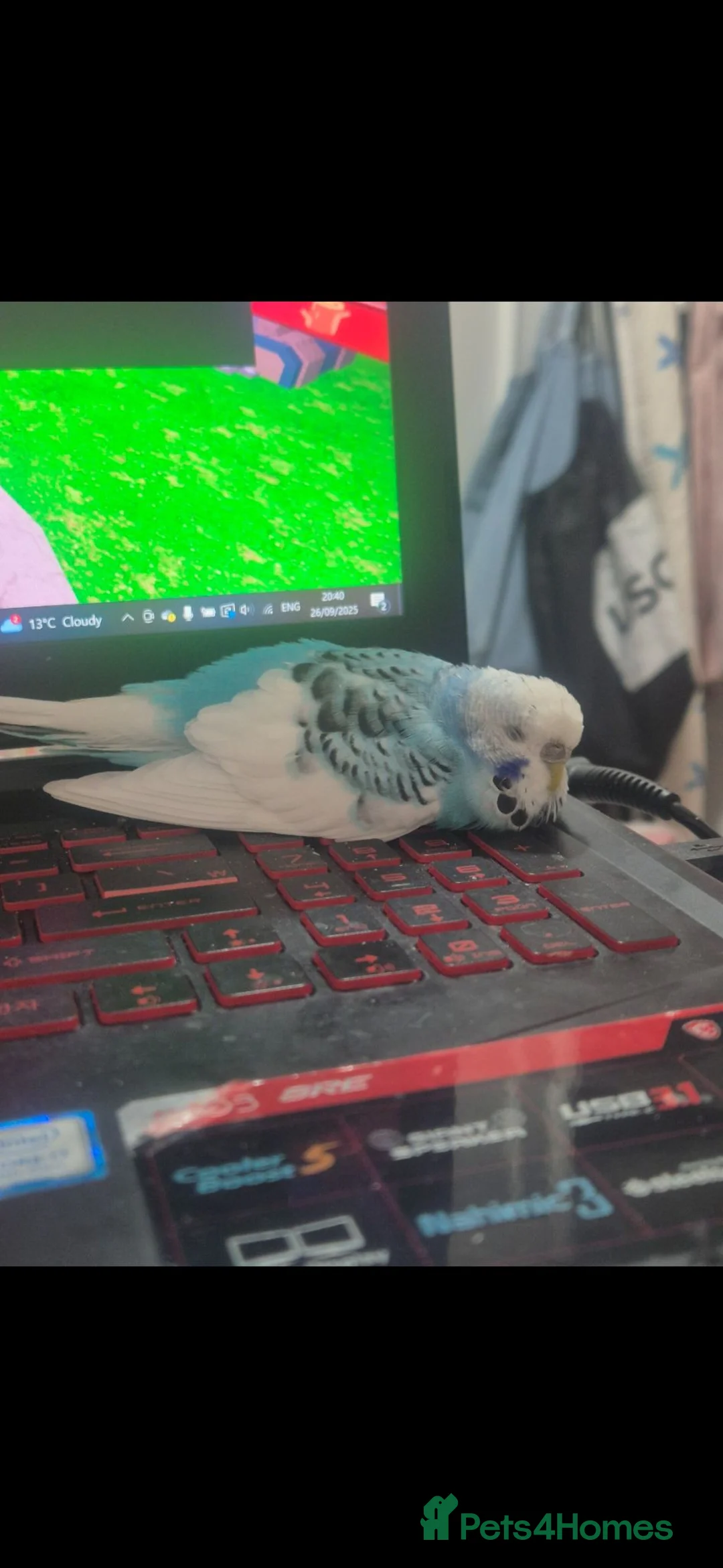 Budgerigars birds for sale: Female blue budgie for sale + cage in London - Advert 3