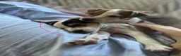 Jack Russell dogs for sale: Jack Russell puppy 1 male 9 weeks  - Advert 3