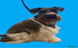 Miniature Schnauzer dogs for stud: CHOCOLATE / WHITE MINIATURE SCHNAUZER AT STUD in Coventry - Image 8