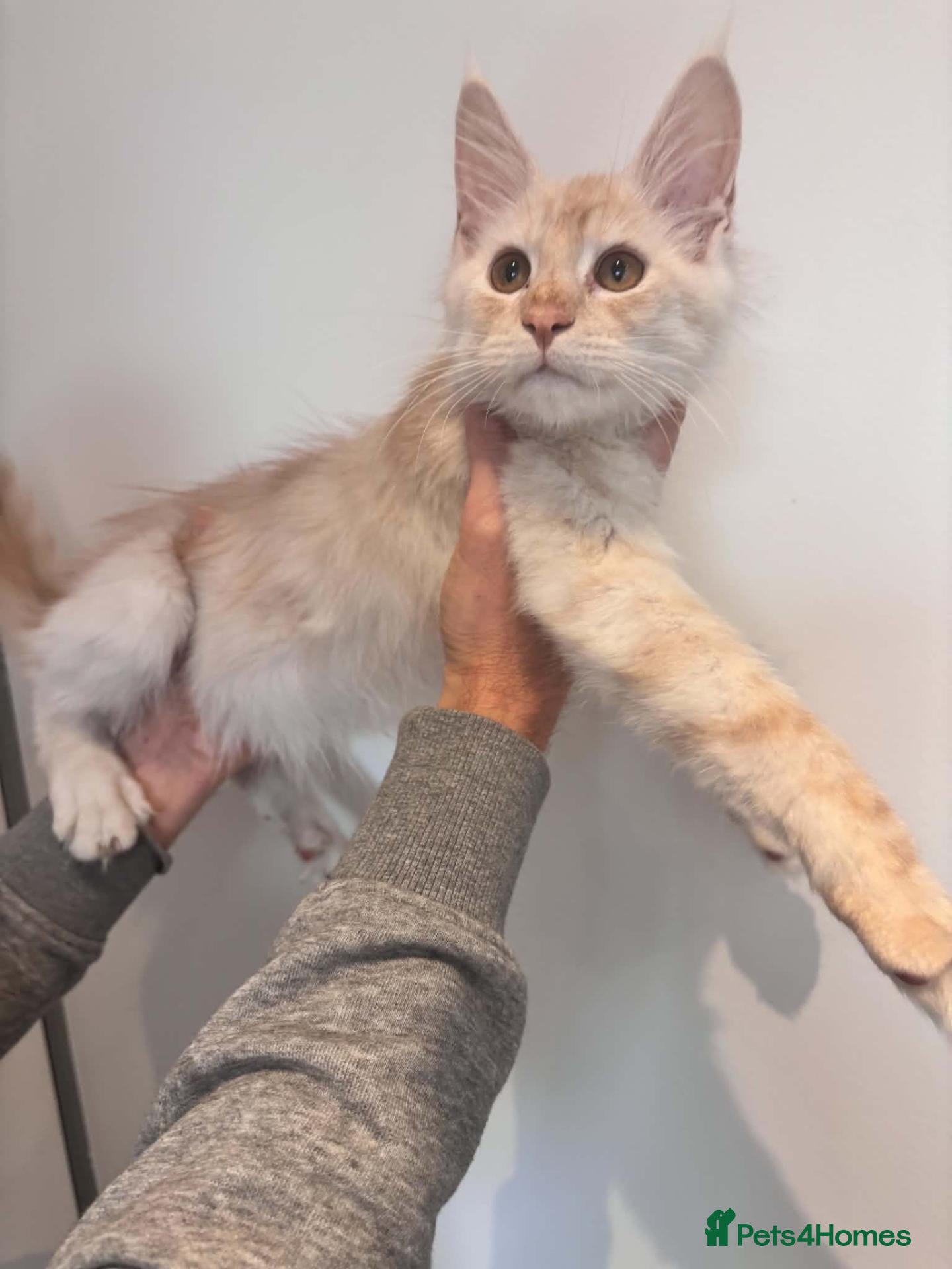 Maine Coon cats  RARELY LION KING - Advert 11