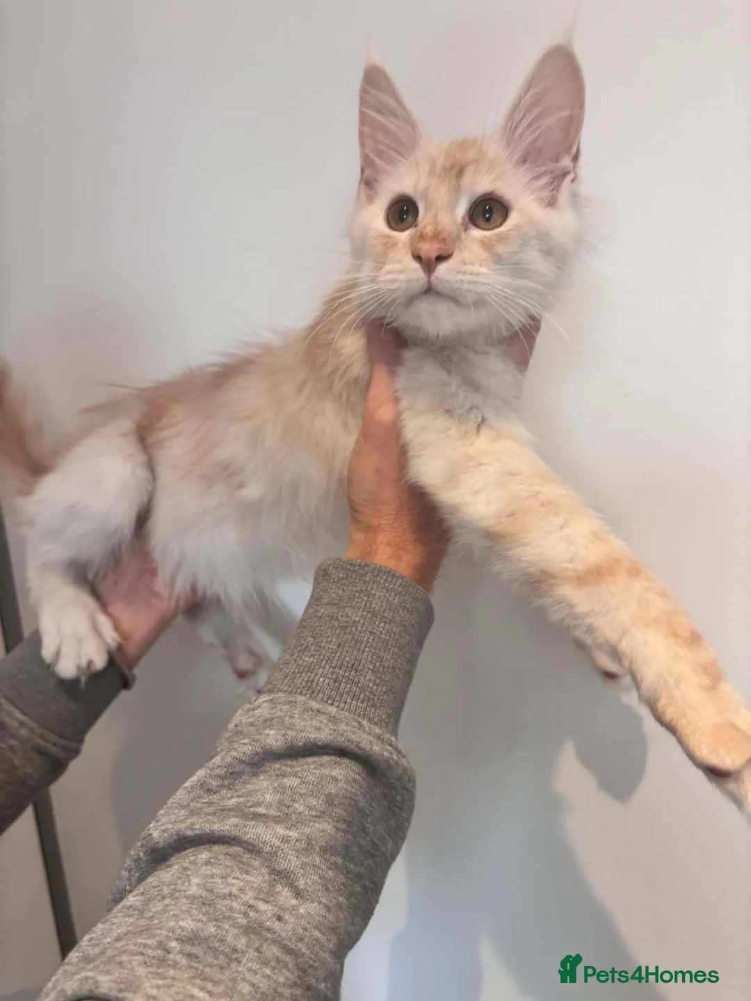 Maine Coon cats for sale:  RARELY LION KING - Advert 2