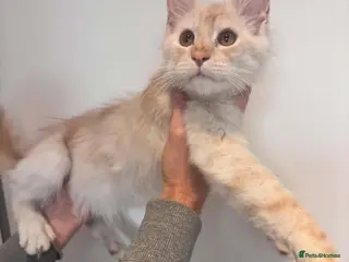 Maine Coon cats RARELY LION KING - Advert 11