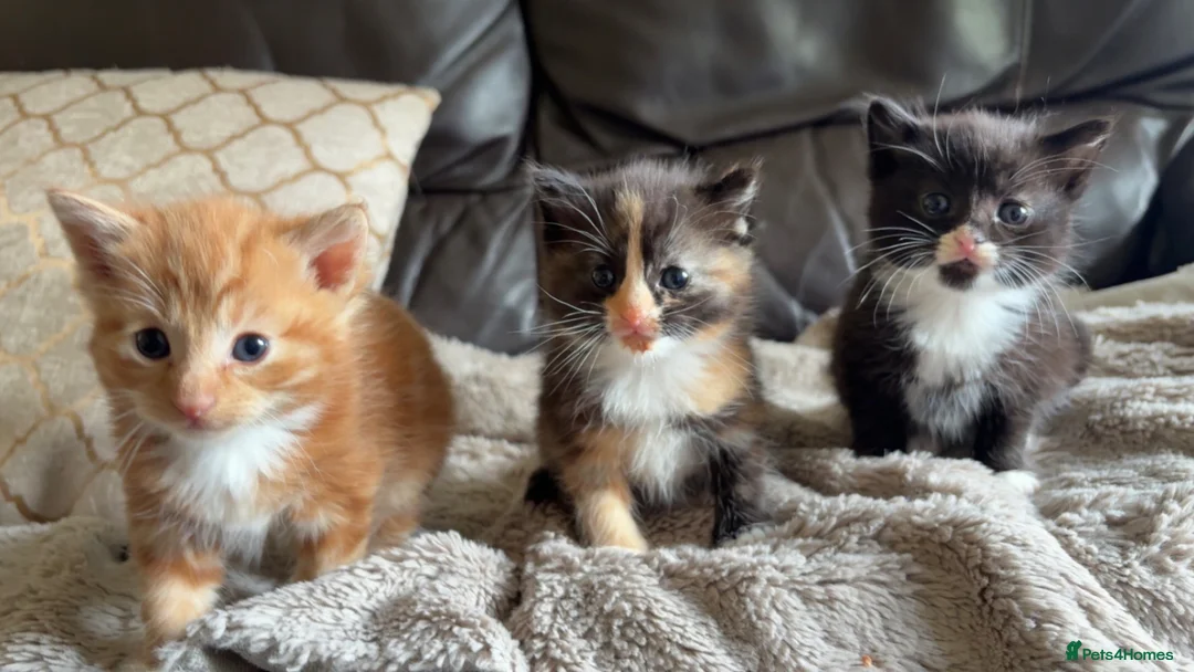 Mixed Breed cats for sale: Mixed Kittens in Nelson - Advert 1