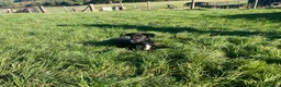 Mixed Breed dogs for sale: Collie x kelpie pups - Advert 3