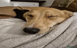Mixed Breed dogs for adoption: 💖🐶 LESSY 🐶💖 - Image 6