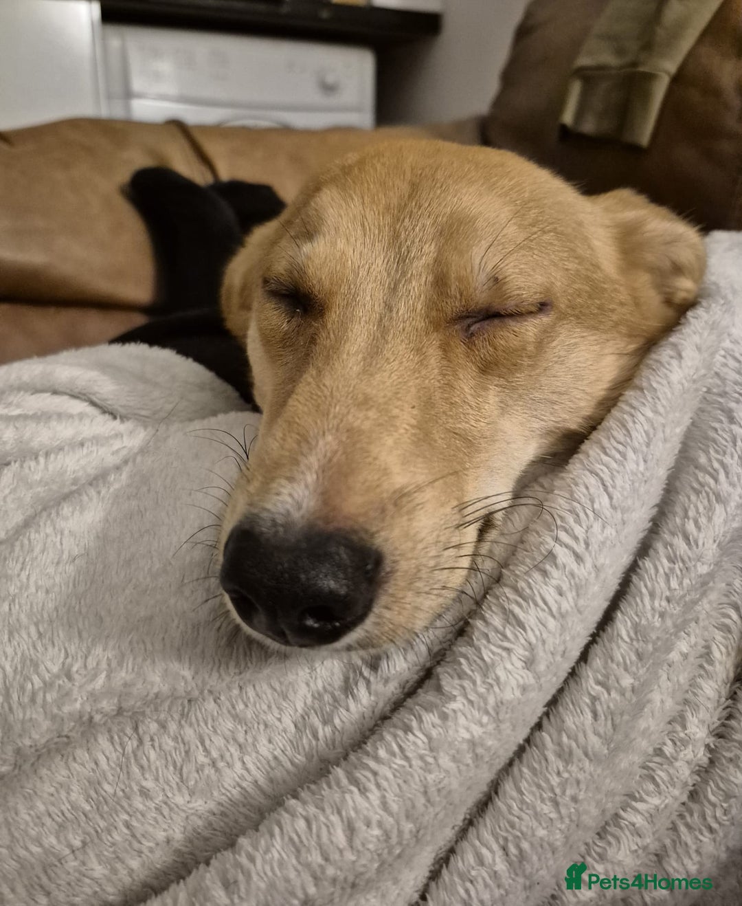 Mixed Breed dogs for adoption: 💖🐶 LESSY 🐶💖 - Image 6