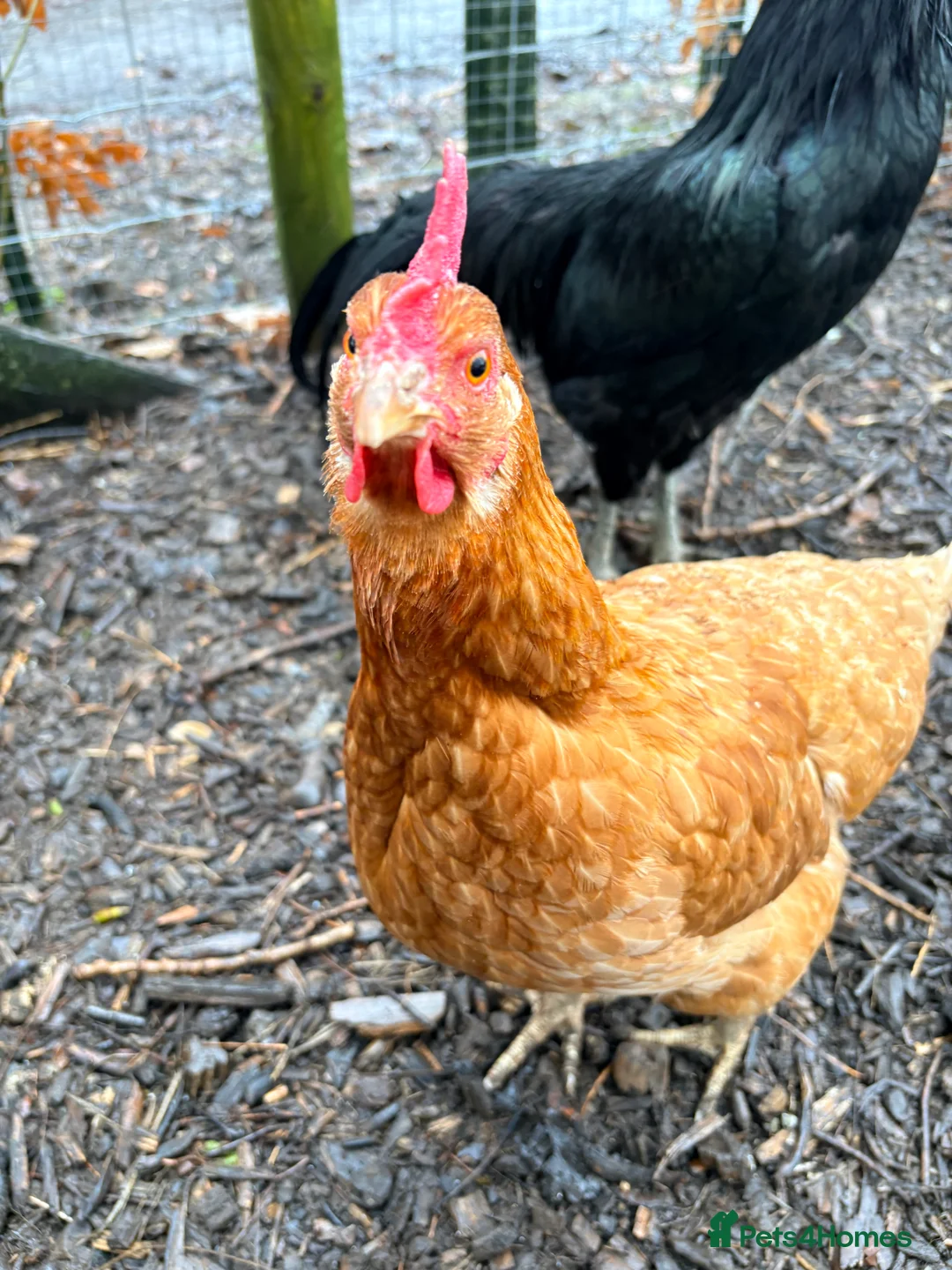 Chickens poultry for sale: Mixed Hatching Eggs — Pot Luck Crossbreeds 🐣🌈 - Advert 1