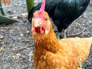 Chickens poultry Mixed Hatching Eggs — Pot Luck Crossbreeds 🐣🌈 - Advert 1