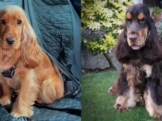 Cocker Spaniel dogs for sale: True To Type Show Cocker Spaniels - Advert 1