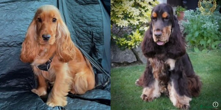 Cocker Spaniel dogs True To Type Show Cocker Spaniels - Advert 2