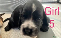 Cocker Spaniel dogs for sale: Kc show extensive health tests beautiful colours - Image 32