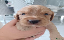 Cocker Spaniel dogs for sale: Kc registered cocker spaniel puppies - Image 25