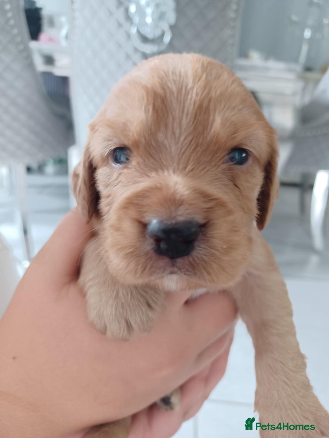 Cocker Spaniel dogs for sale: Kc registered cocker spaniel puppies - Image 25