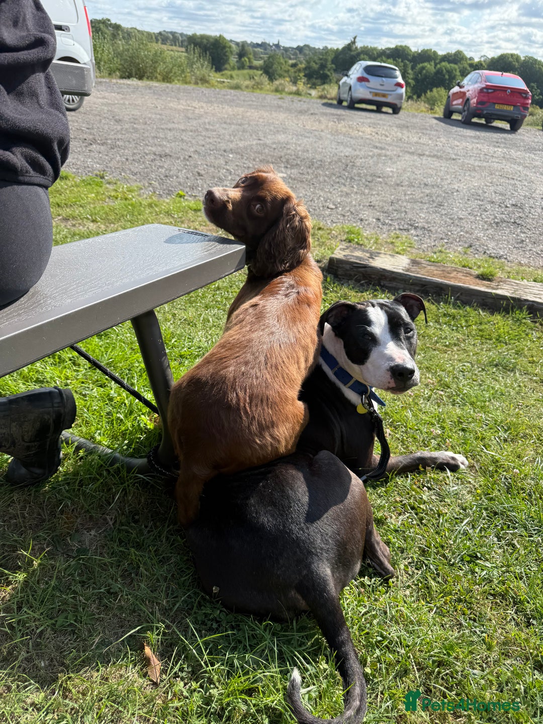 Staffordshire Bull Terrier dogs for sale: Tyson 🐾 Staffordshire Bull Terrier Cross - Image 3