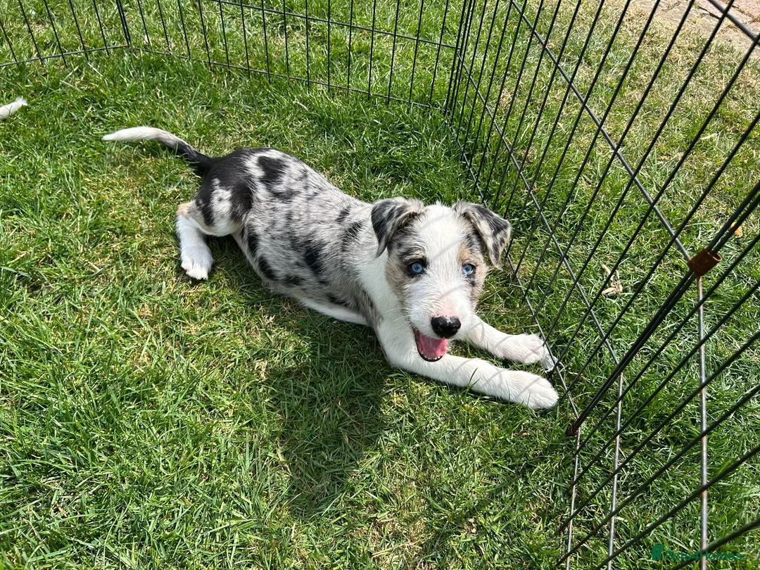Border Collie dogs for sale: Outstanding Border Collie puppy’s  - Advert 2