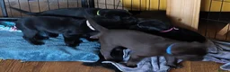 Labrador Retriever dogs for sale: Labrador Puppies Black & Chocolate Ready 31st Oct - Advert 2