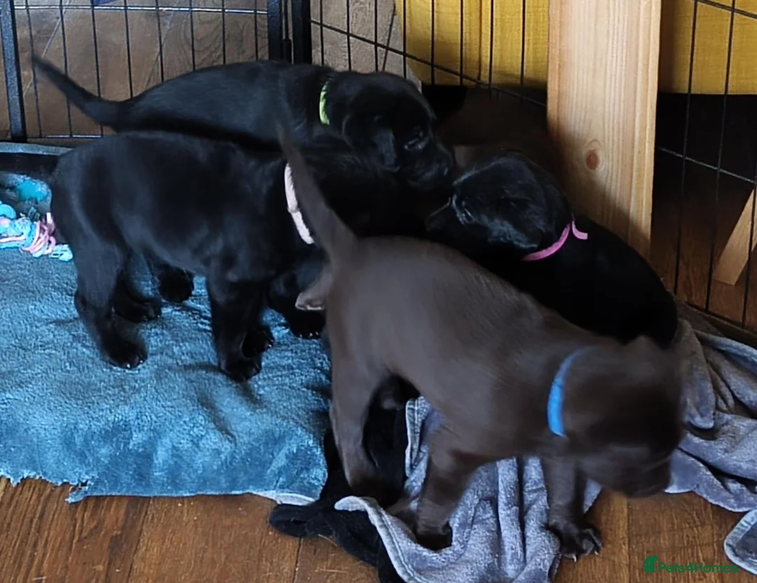 Labrador Retriever dogs for sale: Labrador Puppies Black & Chocolate Ready 31st Oct - Advert 2