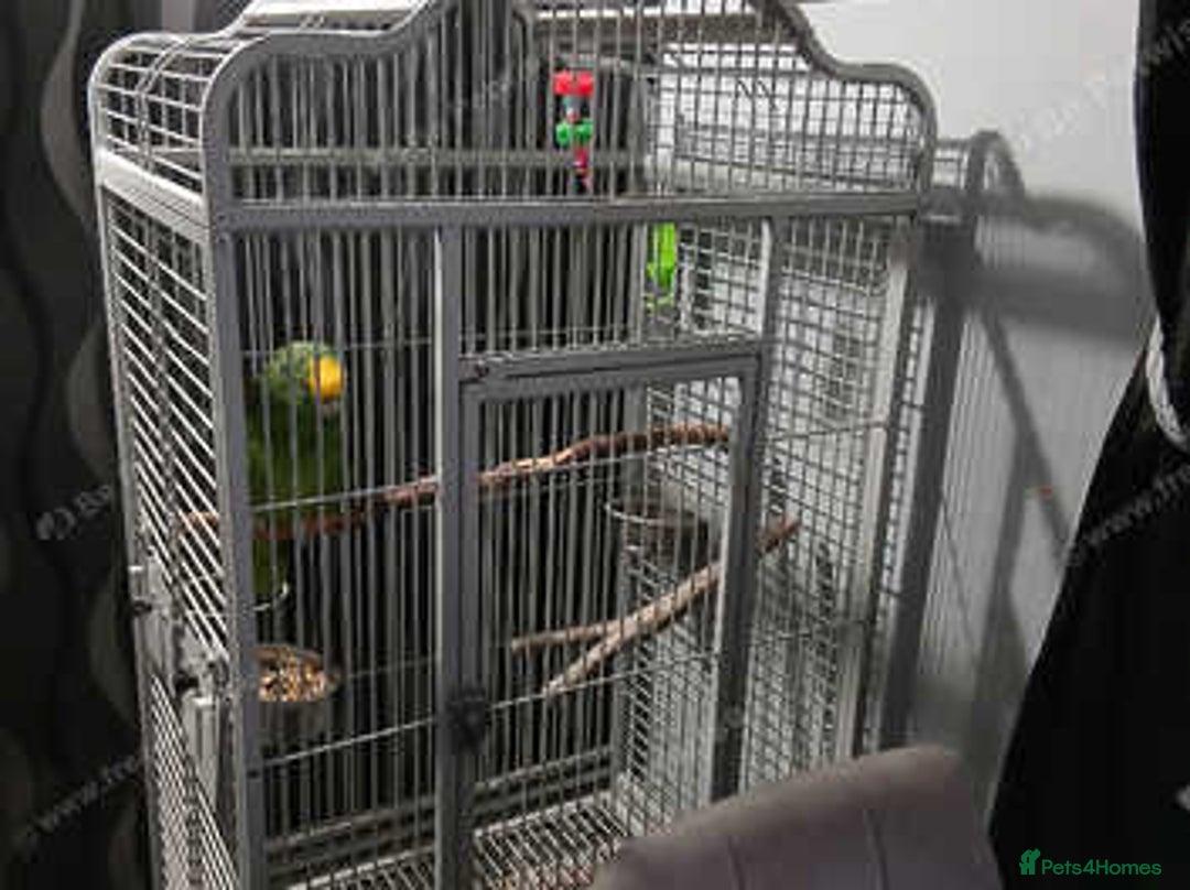 Parrots birds for sale: Yellow napp amazon - Image 5