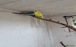 Budgerigars birds for sale: Budgies  - Image 1