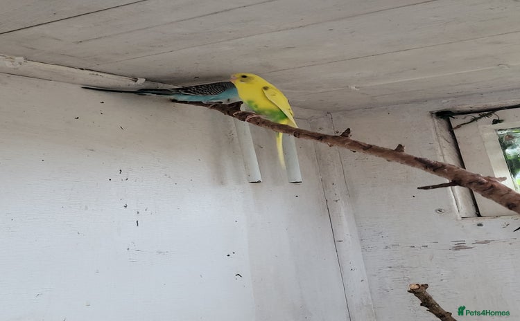 Budgerigars birds for sale - Advert 2