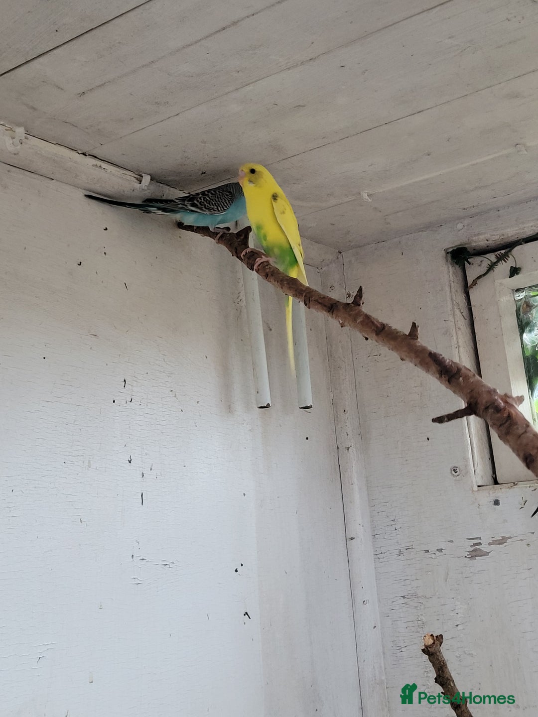 Budgerigars birds for sale: Budgies  - Image 1