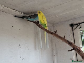 Budgerigars birds - Advert 34