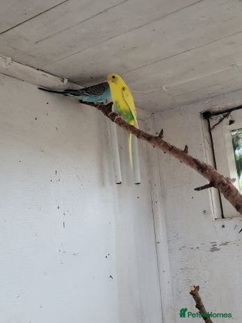 Budgerigars birds - Advert 11