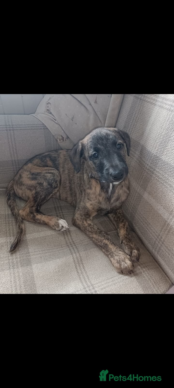 Mixed Breed dogs Stunning Bedlington Whippet Greyhound Puppies  - Advert 4