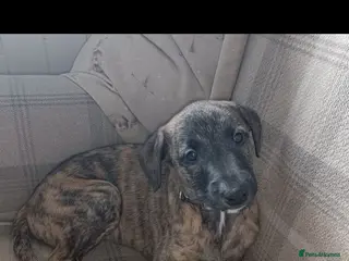 Mixed Breed dogs Stunning Bedlington Whippet Greyhound Puppies - Advert 4