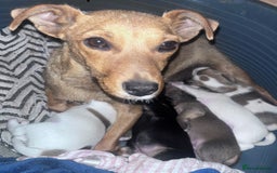 Parson Russell dogs for sale: 5 Gorgeous Parson Russells - Image 14