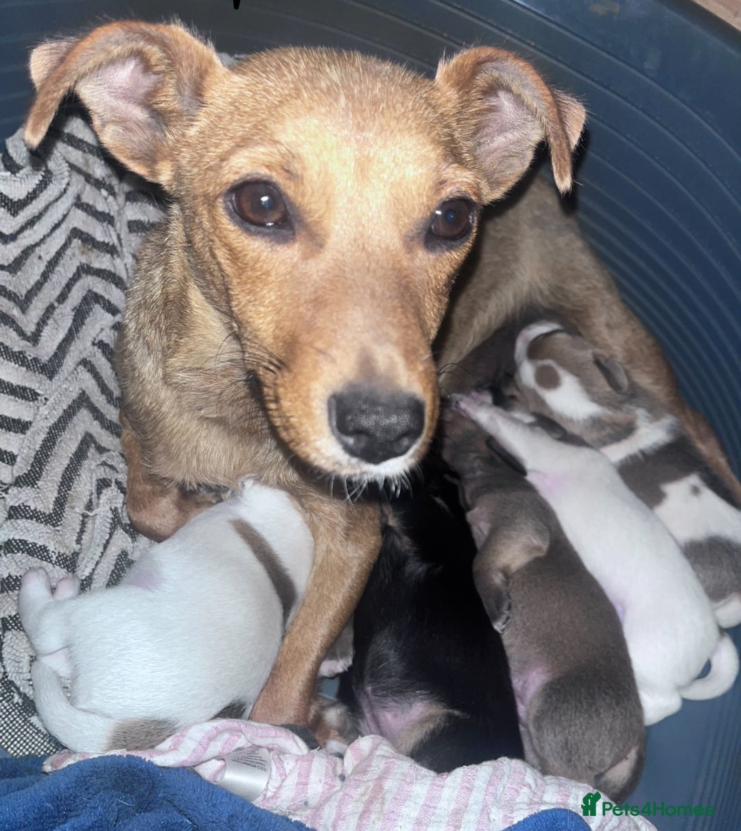 Parson Russell dogs for sale: 5 Gorgeous Parson Russells - Image 14