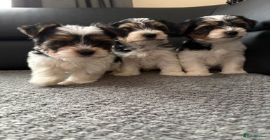 Biewer Terrier dogs *Last boy ready for new home*Pure Biewer Terriers - Advert 2