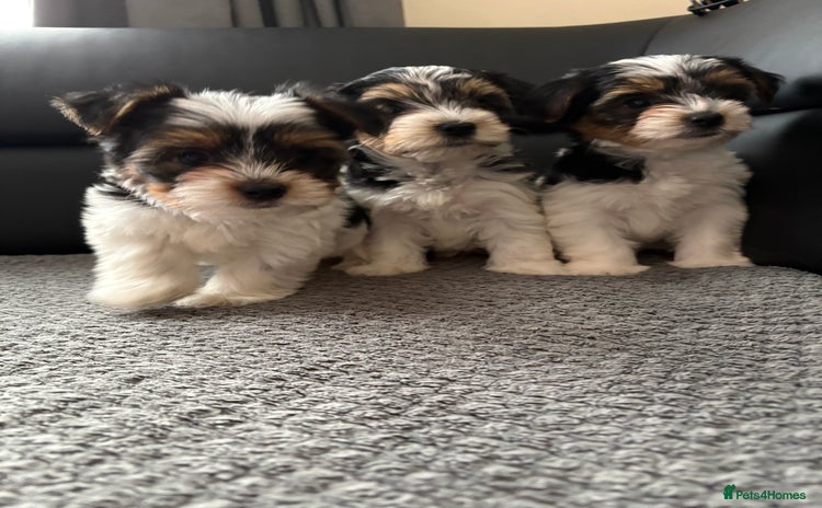 Biewer Terrier dogs *Ready for new homes* 3 Purebred Biewer Terriers - Advert 1
