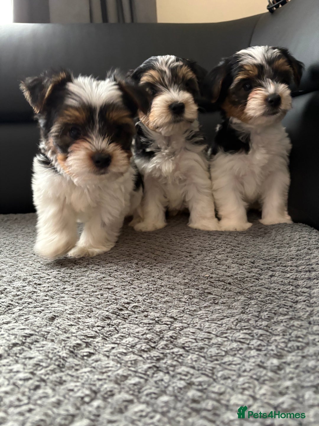 Biewer Terrier dogs for sale: *Last boy ready for new home*Pure Biewer Terriers - Advert 3